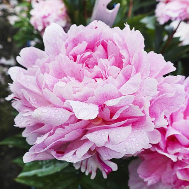 Rizomi Bujor Bătut Roz Premium Pink Everyday 1 Bucată | BulbShop.ro