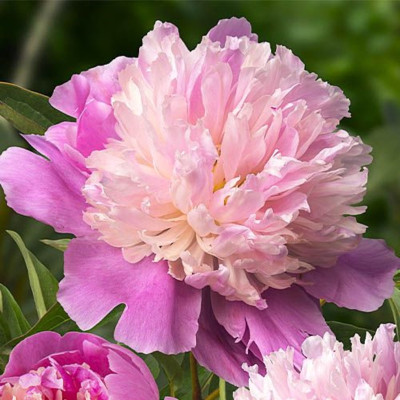 Bujor Rizomi Premium de Bujori "Sorbet Peony"