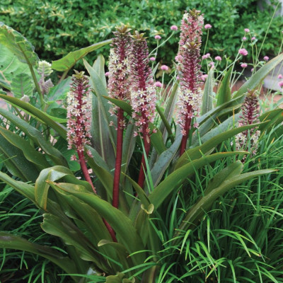 Eucomis Crinul Ananas "Comosa" Bulbi - Bulbshop