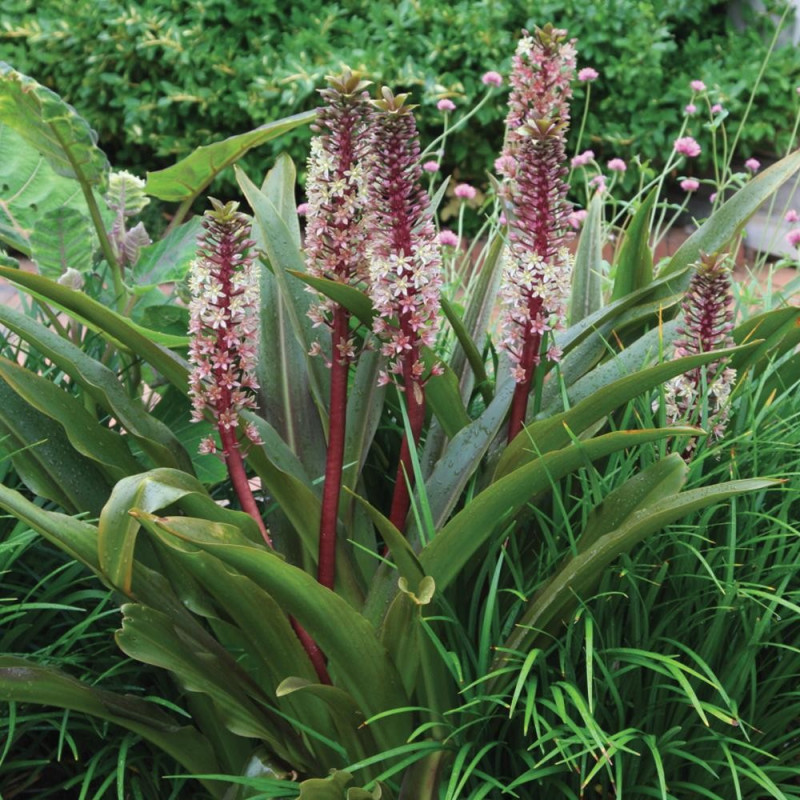 Eucomis Crinul Ananas "Comosa" Bulbi - Bulbshop