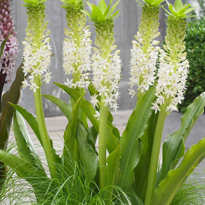 Eucomis Crinul Ananas "Johannesburg" Bulbi - Bulbshop