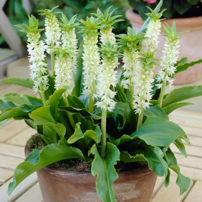Eucomis Crinul Ananas "White" Bulbi - Bulbshop