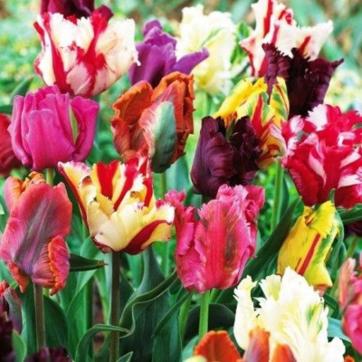 Mix Lalele Papagal 12+  | Bulbshop.ro