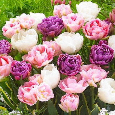 Mix Lalele Bătute Pasteluri 12+ (Duble, Tip Bujor) | Bulbshop.ro