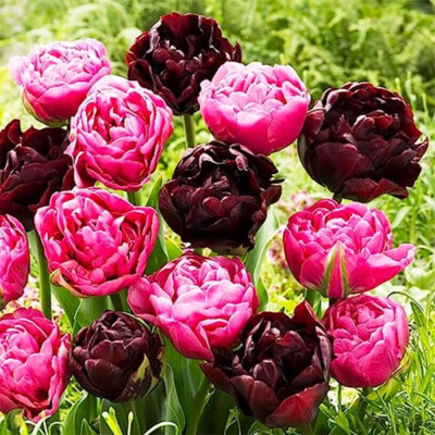 Mix Lalele Bătute Negru-Roz 12+ | Bulbshop.ro