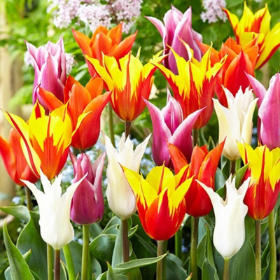 Mix Lalele cu Floare de Crin 12+ | Bulbshop.ro