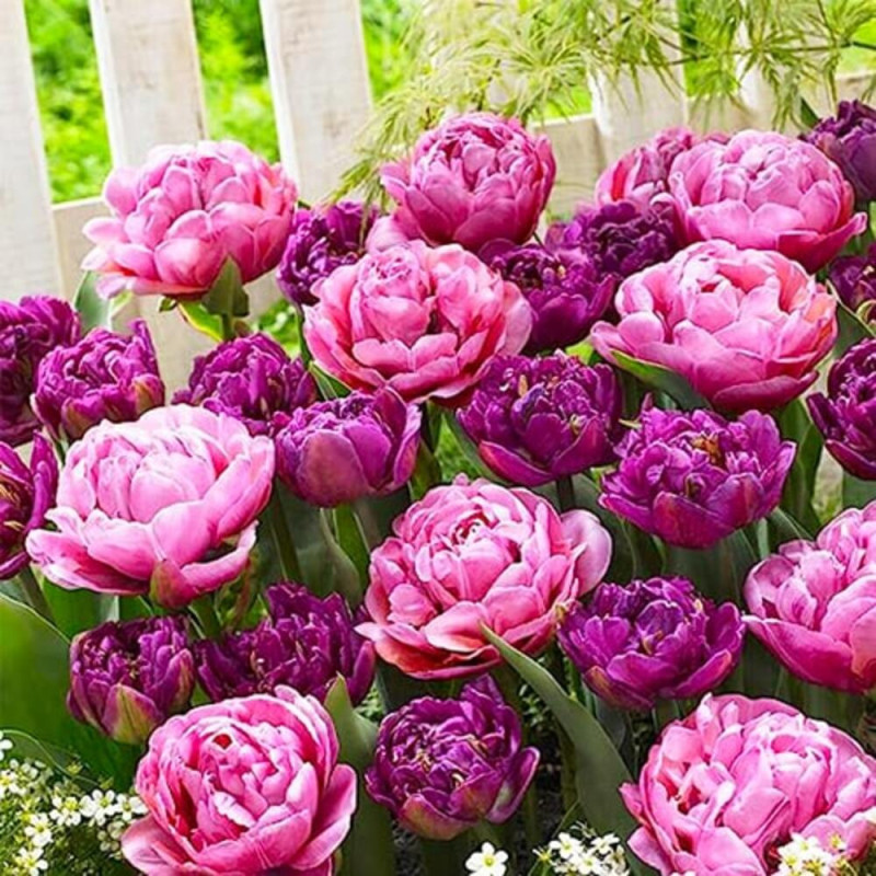 Set 30 Bulbi Lalele Purple Explosion 12+ (Bătute, Purpuriu, Tip Bujor)