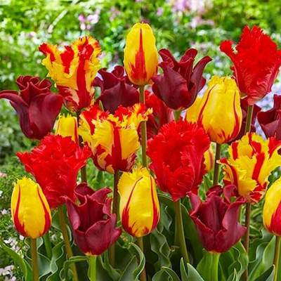 Mix Lalele Roșu-Galben-Portocaliu 12+ (Pachet 30 Bulbi) | Bulbshop.ro
