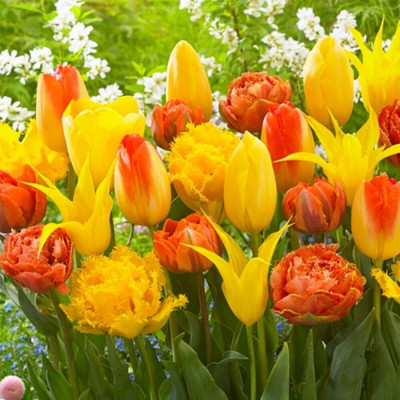 Mix Lalele Explozie de Galben-Portocaliu 12+ | Bulbshop.ro