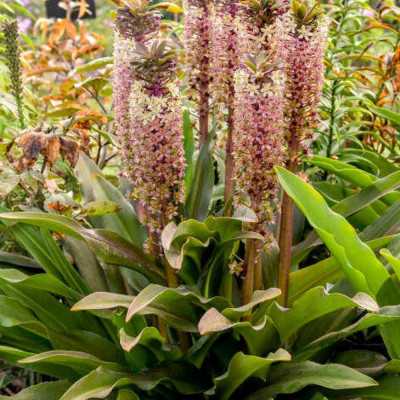 Eucomis Crinul Ananas "Sparkling Burgundy" - Bulbshop