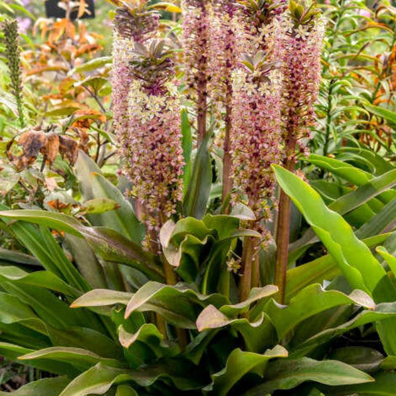 Eucomis Crinul Ananas "Sparkling Burgundy" - Bulbshop