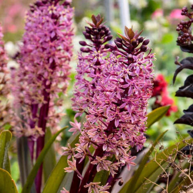 Eucomis Crinul Ananas "Purple Reign" - Bulbshop