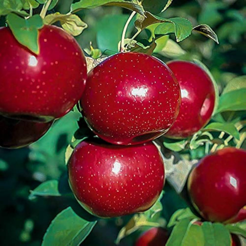 Pom Fructifer Mar Starkrimson Delicious Anul 3 | BulbShop.ro