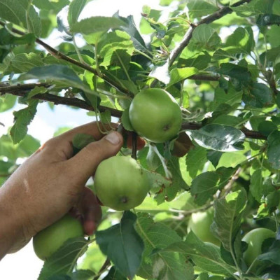 Mar Granny Smith - Pom Fructifer Anul 3 - Bulbshop