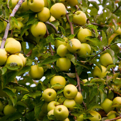 Mar Golden Delicious - Pom Fructifer Anul 3 - Bulbshop