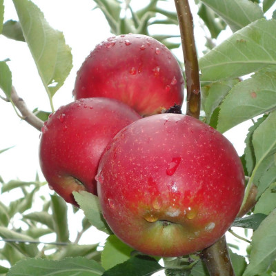 Mar Cretesc - Pom Fructifer Anul 3 - Bulbshop