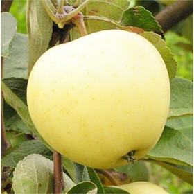 Mar Clar Alb - Pom Fructifer Anul 3 - Bulbshop