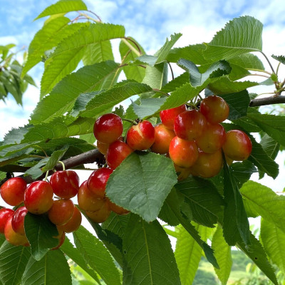 Cires "Boambe de Cotnari" Pom Fructifer Anul 3 - Bulbshop
