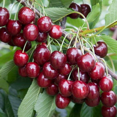 Cires Regina - Pom Fructifer Anul 3 - Bulbshop