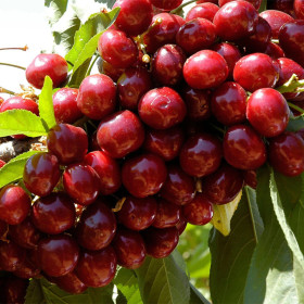 Pom Fructifer Cires Lapins Anul 3 | BulbShop.ro