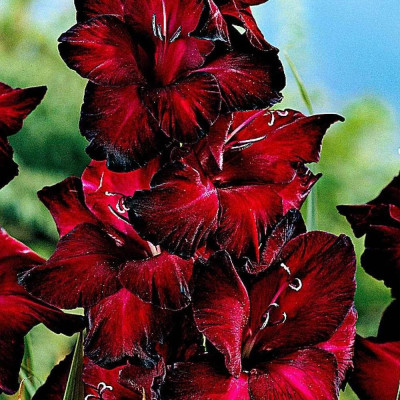 Gladiole Black Jack 3 Bulbi/Pachet - Bulbshop