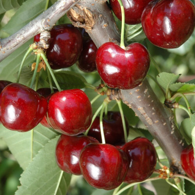 Cires Sabrina Pom Fructifer Anul 3 - Bulbshop