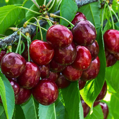 Cires Timpuriu Bistrita - Pom Fructifer Anul 3 - Bulbshop