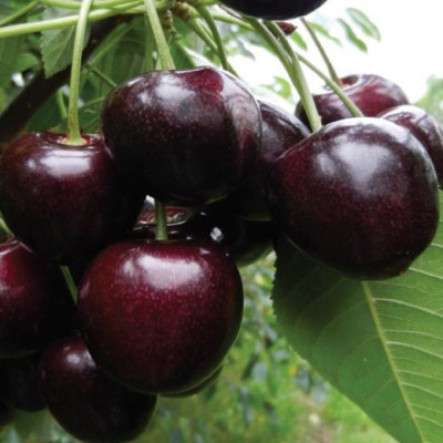 Cires Hibrid Amar Daria - Pom Fructifer Anul 3 - Bulbshop