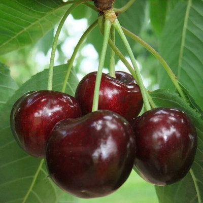 Cires Cristalina Pom Fructifer Anul 3 - Bulbshop
