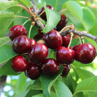 Cires Timpuriu "Early Red" Pom Fructifer Anul 3 - Bulbshop