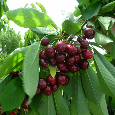 Cires "Ferrovia" Pom Fructifer Anul 3 - Bulbshop