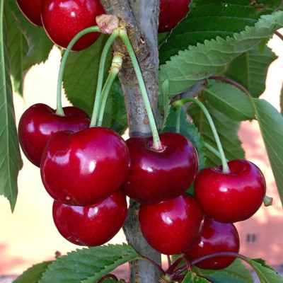 Cires "Grace Star" Pom Fructifer Anul 3 - Bulbshop