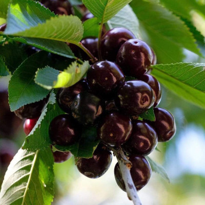 Cires "Kordia" Pom Fructifer Anul 3 - Bulbshop