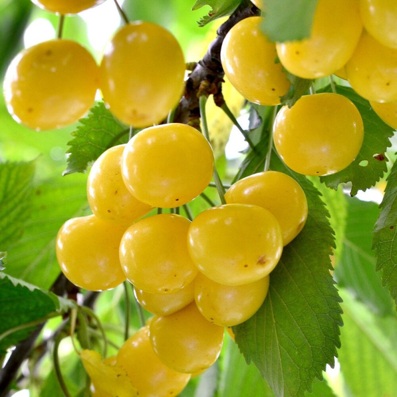 Cires "Pietroase Donissen" Pom Fructifer Anul 3