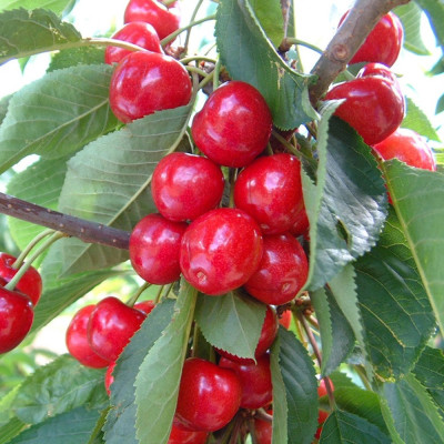Cires "Sweet Aryana" Pom Fructifer Anul 3 - Bulbshop