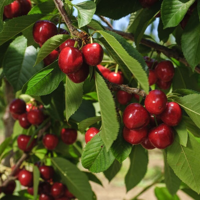 Cires "Sweet Gabriel" Pom Fructifer Anul 3 - Bulbshop