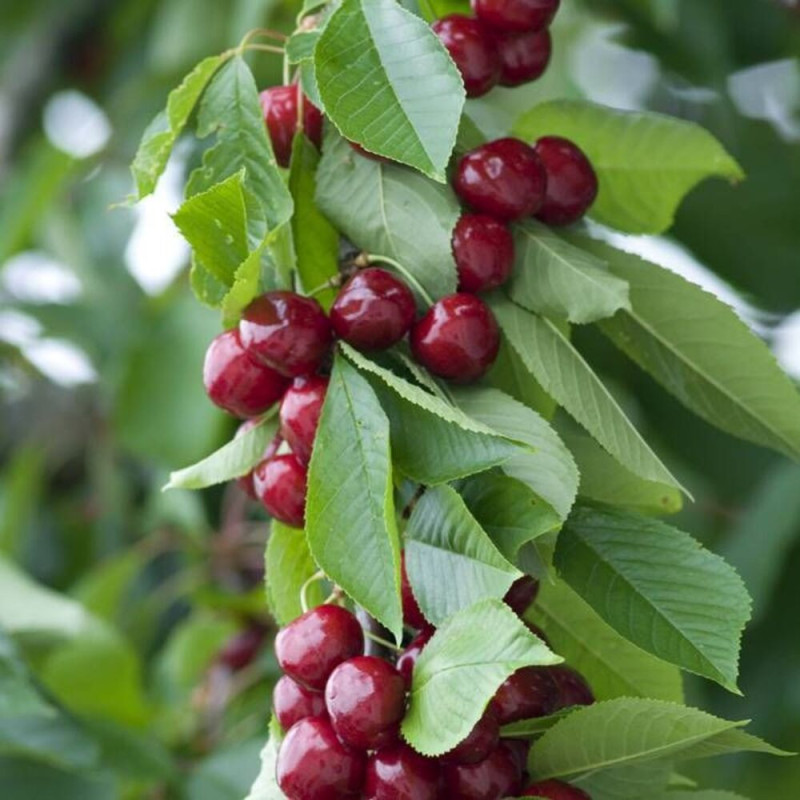 Pom Fructifer Cires Sylvia Anul 3 | BulbShop.ro