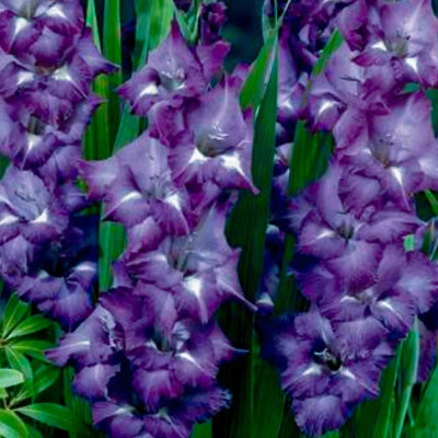 Gladiole Blue Bird 3 Bulbi/Pachet - Bulbshop