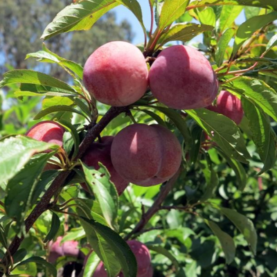 Prun "Mirabella" Pom Fructifer Anul 3 - Bulbshop