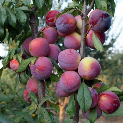 Prun "Angeleno" Pom Fructifer Anul 3 - Bulbshop
