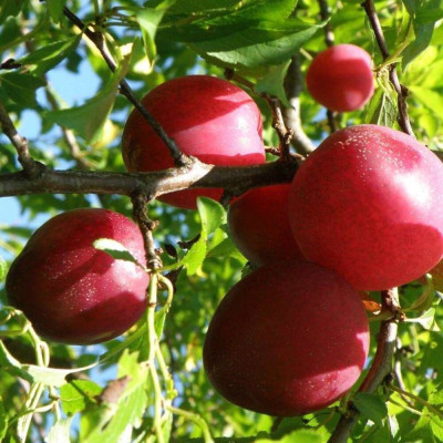 Prun Miez Rosu "Red Beauty" - Pom Fructifer - Anul 3