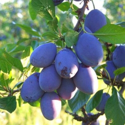 Prun "Cacanska Rodna" Pom Fructifer Anul 3 - Bulbshop