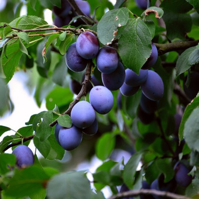 Prun "Blue Free Damson" Pom Fructifer Anul 3 - Bulbshop