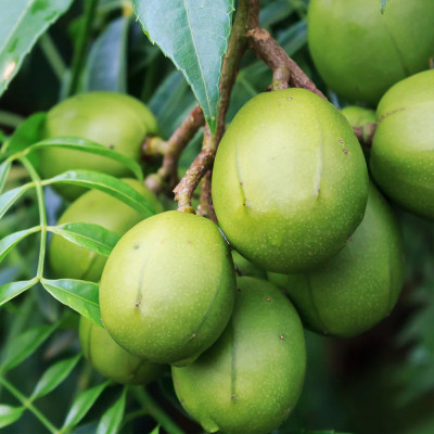 Prun de Iunie Verzui Pom Fructifer Anul 3 - Bulbshop