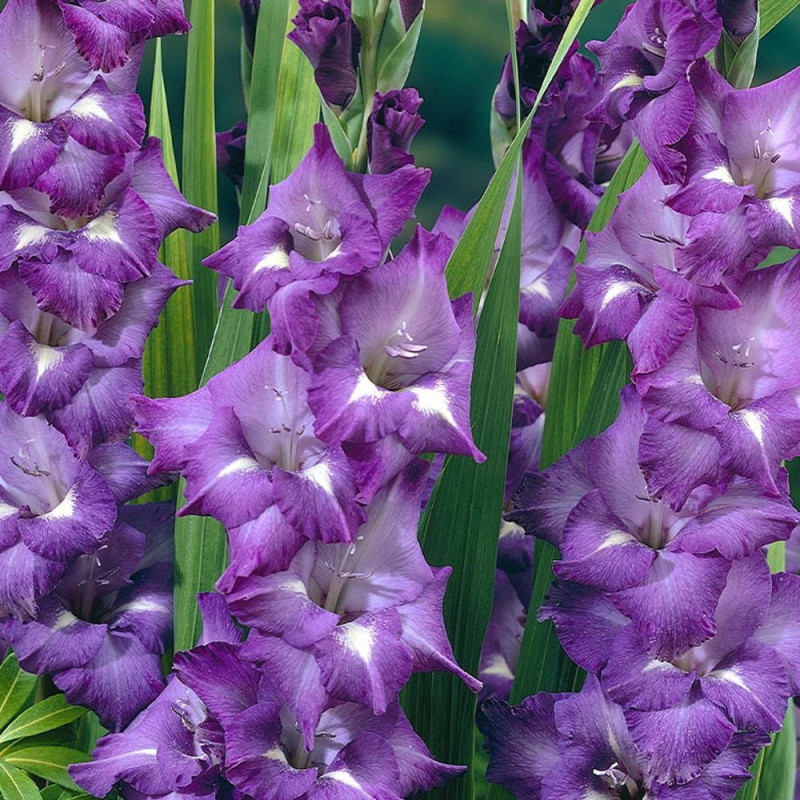 Gladiole "Blue Isle" 3 Bulbi/Pachet - Bulbshop
