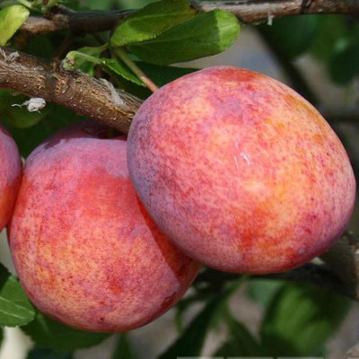 Prun "Babana lu Doru" Pom Fructifer Anul 3 - Bulbshop