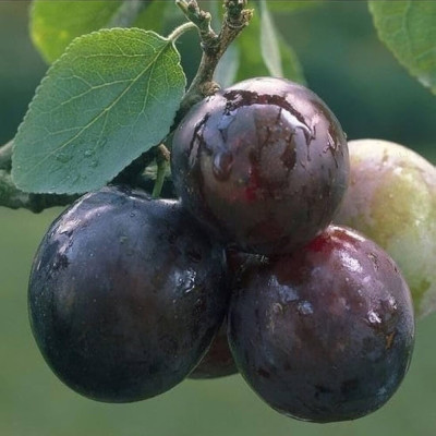 Prun de Negresti Pom Fructifer Anul 3 - Bulbshop