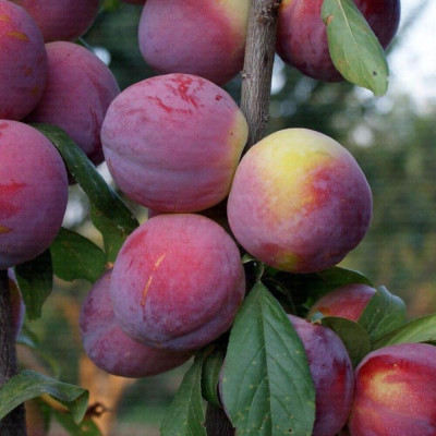 Prun "Fortune Turcesc" Pom Fructifer Anul 3 - Bulbshop