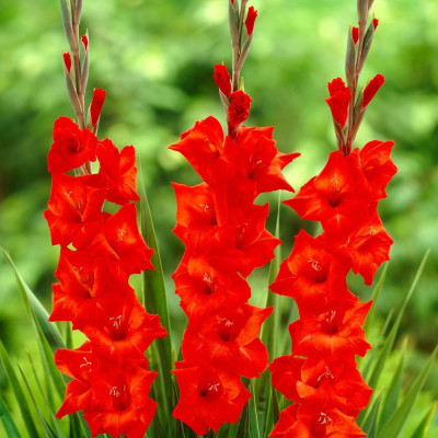 Gladiole Carthago 3 Bulbi/Pachet - Bulbshop