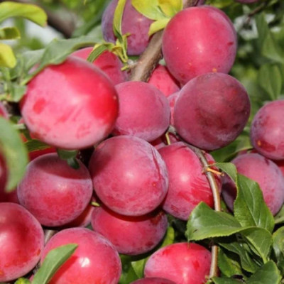 Prun Japonez Rosu Tarziu Pom Fructifer Anul 3 - Bulbshop